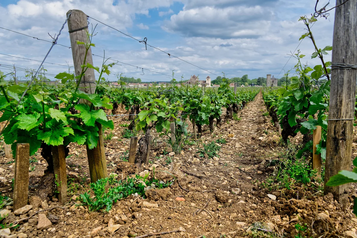 Rows of vines climbing a vineyard slope in Burgundy, France